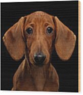 Smooth-haired Dachshund Wood Print