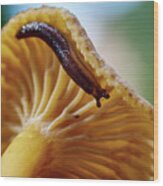 Snail On The Chanterelle Wood Print