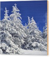 Snow-covered Pine Trees Wood Print