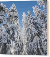 Snow Covered Trees 3 Wood Print
