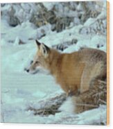 Snow Fox Intensity Wood Print