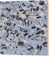 Snow Geese Wood Print