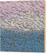 Snow Geese At Sunset Wood Print
