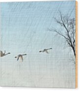 Snow Geese In Flight Wood Print