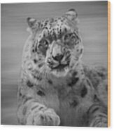 Snow Leopard  Bw Wood Print