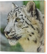 Snow Leopard Portrait Wood Print