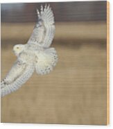 Snow Owl Flight 2 Wood Print