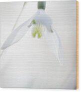 Snowdrop A Fragile Hint Of Spring Wood Print