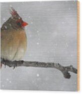 Snowy Cardinal Wood Print