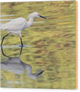 Snowy Egret 8846-050318-1cr Wood Print