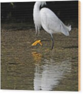 Snowy Egret Wood Print