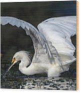 Snowy Egret Fishing Wood Print