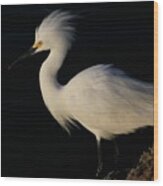 Snowy Egret, Florida Wood Print