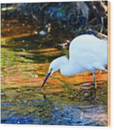 Snowy Egret Hunting 2 Wood Print