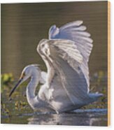 Snowy Egret Hunting - Egretta Thula Wood Print