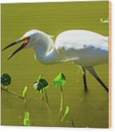 Snowy Egret In Florida Wood Print