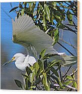Snowy Egret Taking Flight - Egretta Thula Wood Print