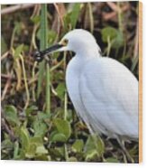 Snowy Egret With A Frog Wood Print