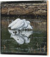 Snowy Egrets Feeding - Digital Framing Wood Print