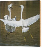 Snowy Egrets Fight 3638-112317-2cr Wood Print