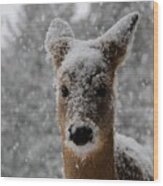 Snowy Fawn Wood Print