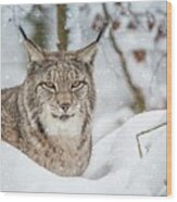Snowy Lynx Wood Print