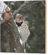 Snowy Northern Flicker Wood Print