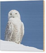 Snowy Owl #1 Wood Print