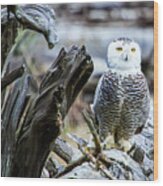 Snowy Owl Wood Print