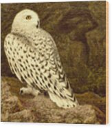 Snowy Owl Wood Print