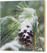 Snowy Pine Cone Wood Print