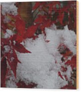 Snowy Red Maple Wood Print