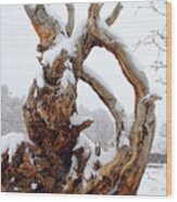 Snowy Roots Wood Print