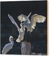 Snowy White Egrets 2 Wood Print