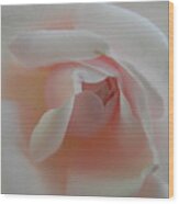 Soft Pink Rose Wood Print