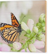 Soft Spring Butterfly Wood Print