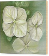 Soft Summer Hydrangea Blossoms Wood Print