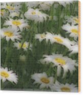 Soft Touch Daisy Wood Print