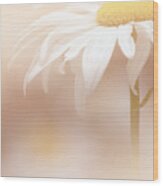Soft White Daisy1 Wood Print