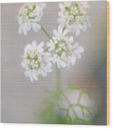 Soft White Flowers Wood Print