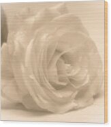 Soft White Rose Wood Print