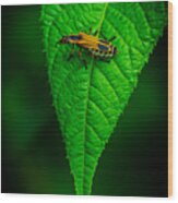 Soldier Beetle Wood Print