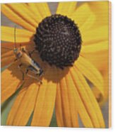 Soldier Beetle On His Flower Wood Print