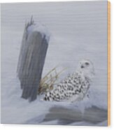 Solitude - Snowy Owl Wood Print