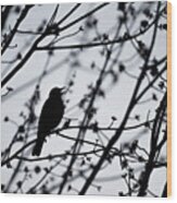 Song Bird Silhouette Wood Print
