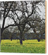 Sonoma County Mustard Field Wood Print