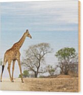 South African Giraffe Wood Print