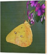 Southern Dogface Butterfly Wood Print