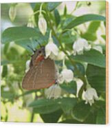 Southern Hairstreak On Sparkleberry Wood Print