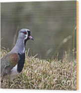 Southern Lapwing Wood Print